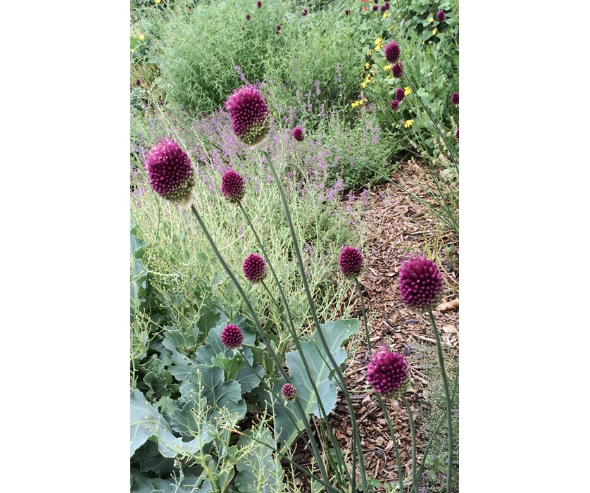 Drumstick Allium